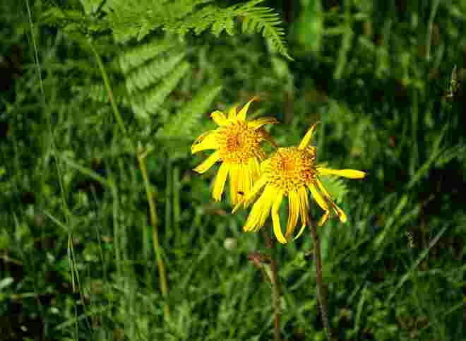 . . .  Arnikablüten . . . 
