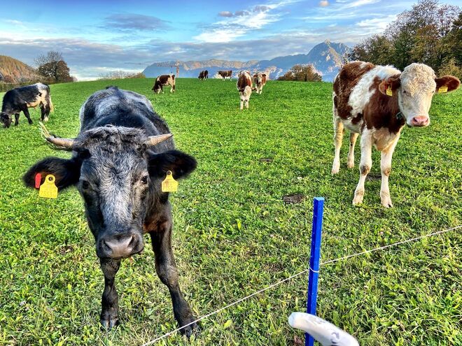 Herbstliche Wiederkäuer