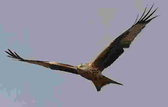 Suchflug