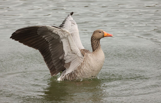 Prächtiges Federkleid