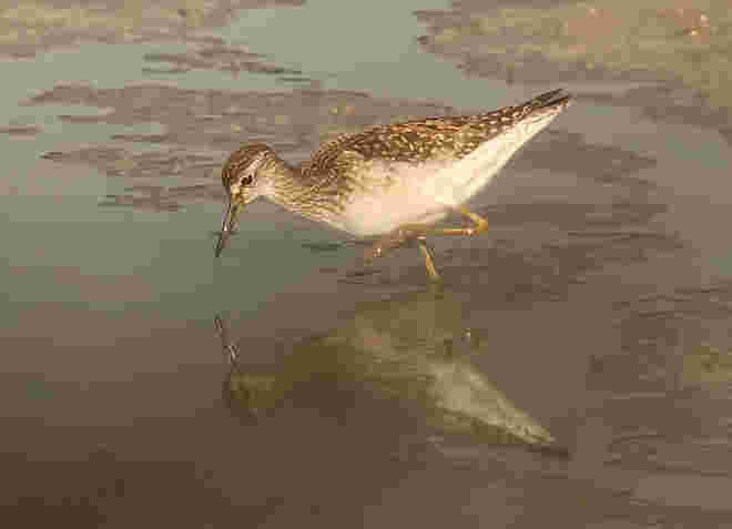 Watvogel