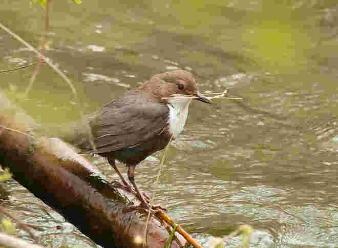 Wasseramsel