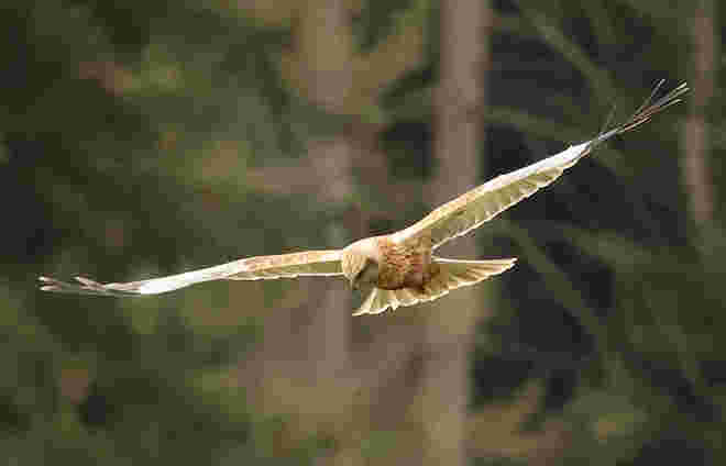 Rohrweihe auf Mäusejagd