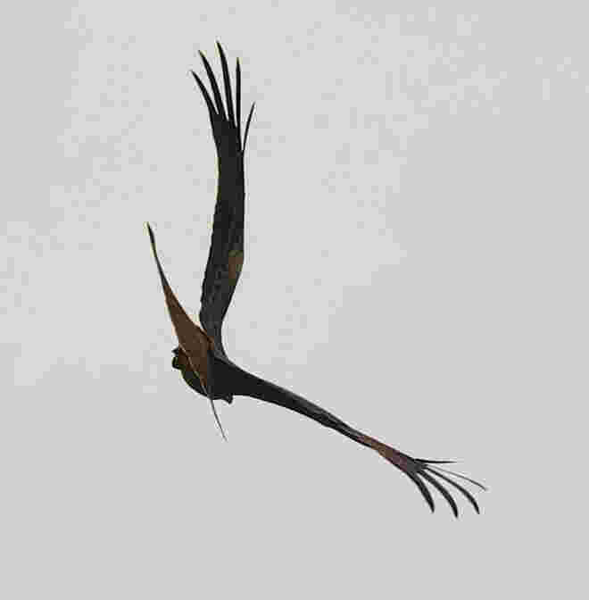 Flugkünstler