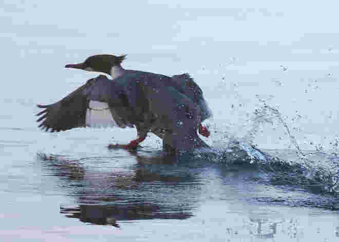 Auf der Flucht !