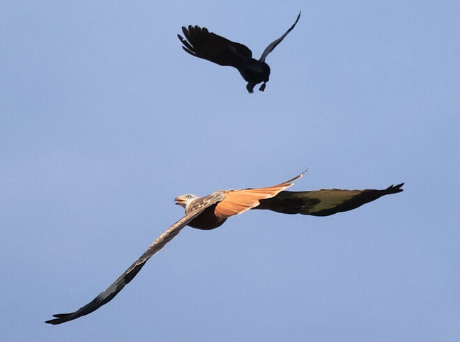 Immer diese lästigen Krähen!