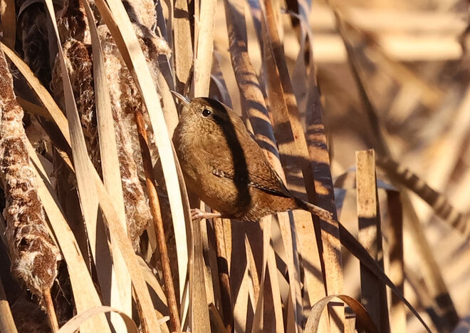 Futtersuche im Schilf