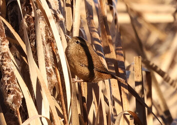 Futtersuche im Schilf