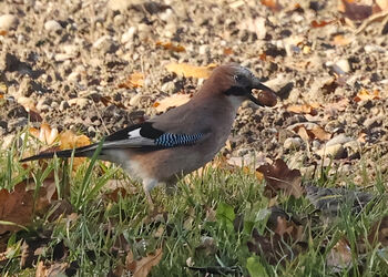 Ein echter "Eichel"häher
