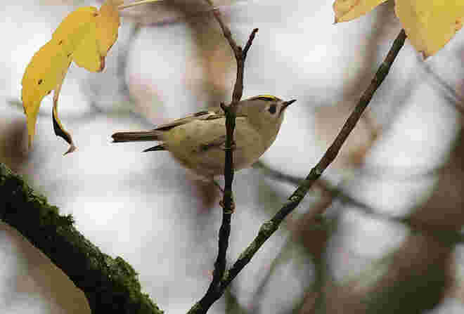 Wintergoldhähnchen