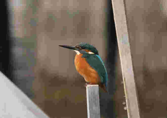 Eisvogel klassisch