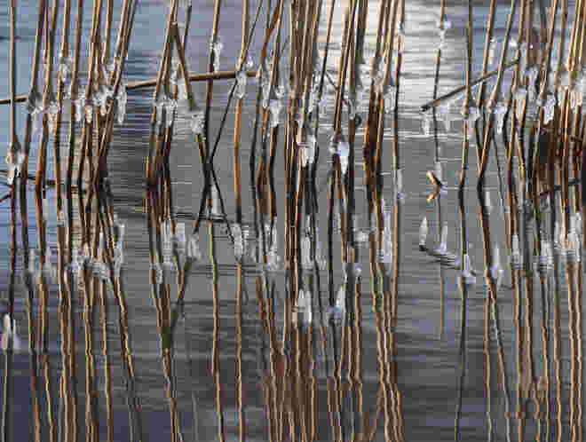 Mikado