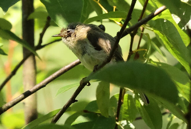Noch keine Schönheit