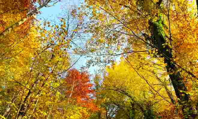  HERBSTLICH "