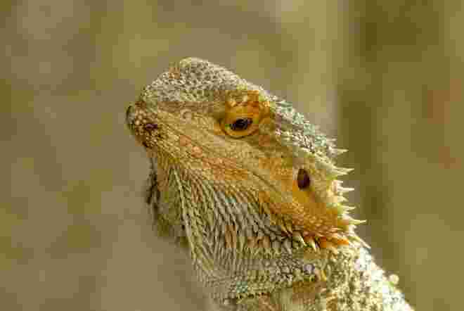 Bartagame hinter Glas