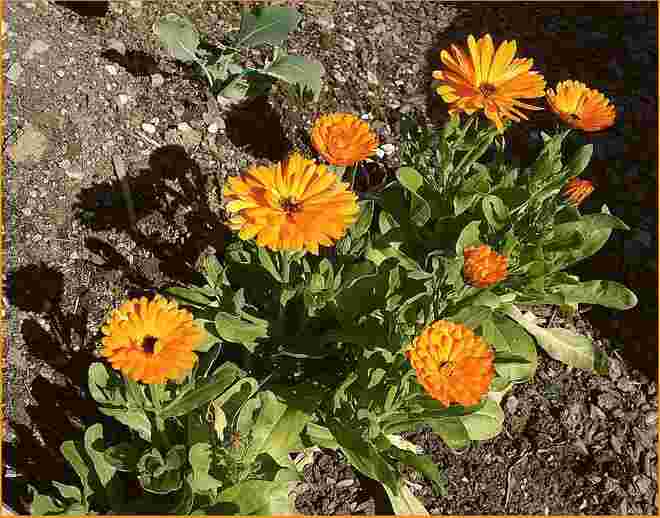 Im Bauerngarten