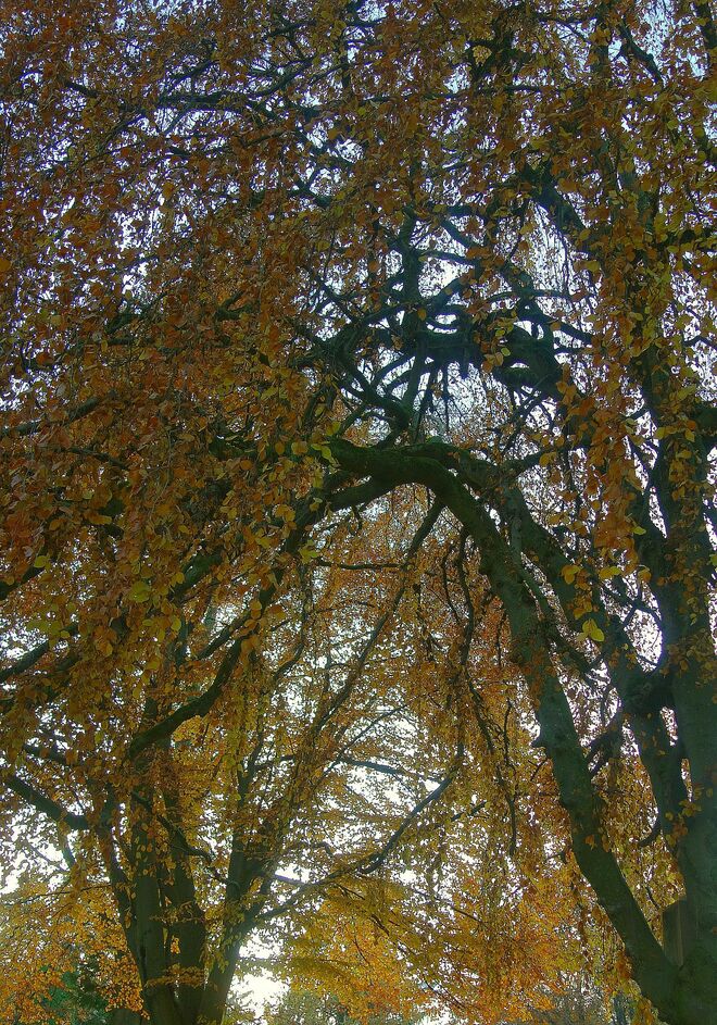 . . . noch tragen die Baumriesen Farbe . . . 