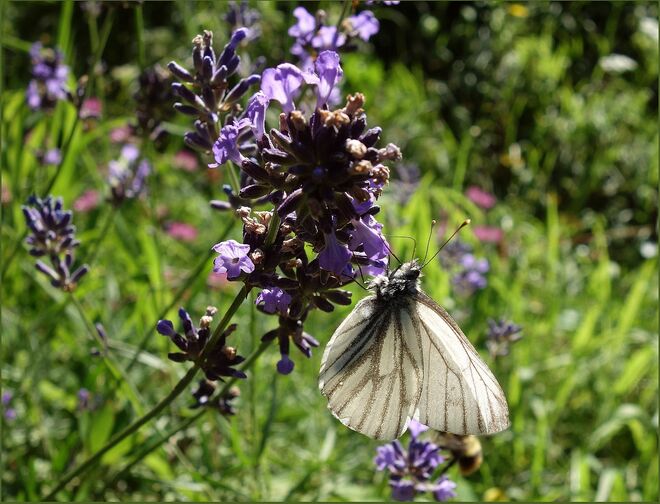 Baumweißling auf Lavendelblüten