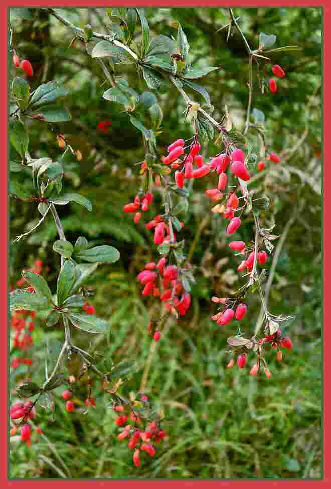Berberitzen-beeren-leuchten