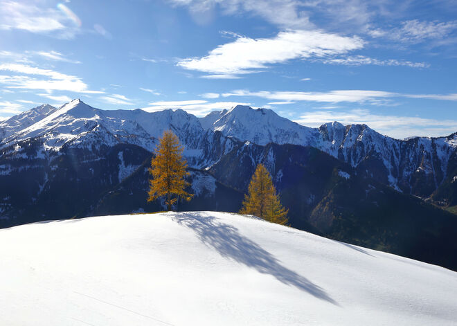 Herbstgold im Schnee