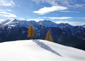 Herbstgold im Schnee