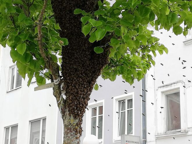 Bienenschwarm