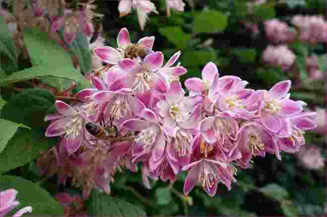  . . .  die Deutzie -- ein Bienenstrauch . . . .