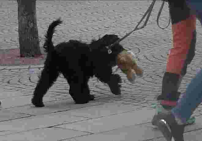Hundespielzeug XXL!