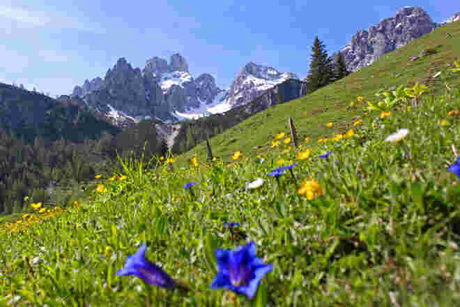 Eine Blumenwiese mit Enzian in der Hofalm