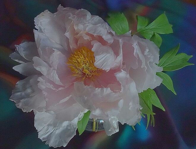 . . . und Blütenduft . . . 