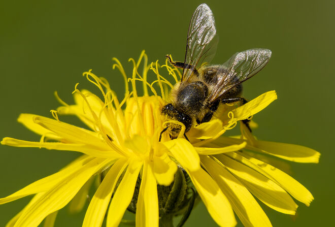Blütenstaubrausch Teil 2....