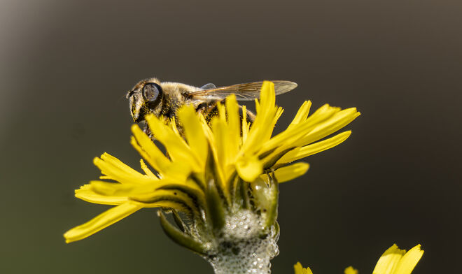 Im Blütenrausch....