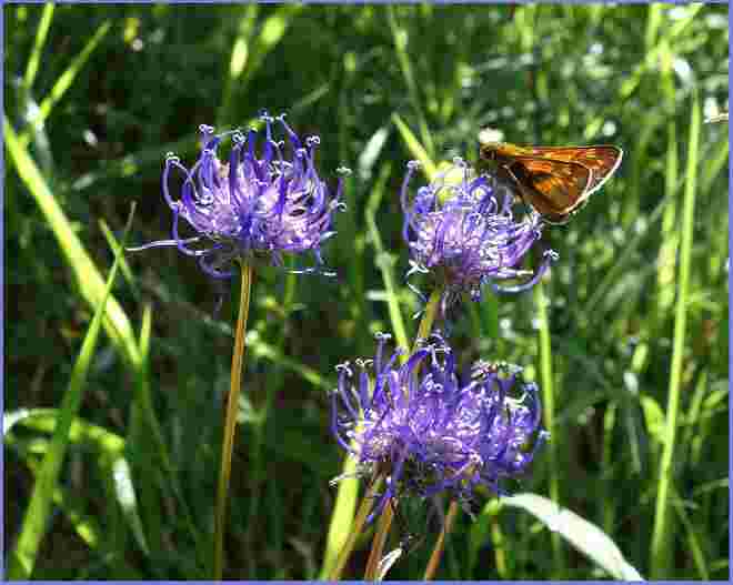 . . .  Blaue Teufelskralle . . . 