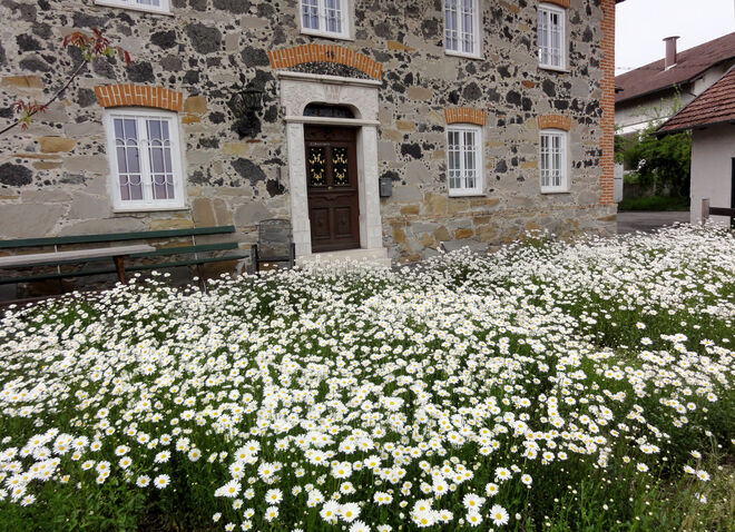 Blumen vor der Haustüre