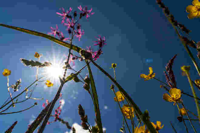 Blumenstrauß