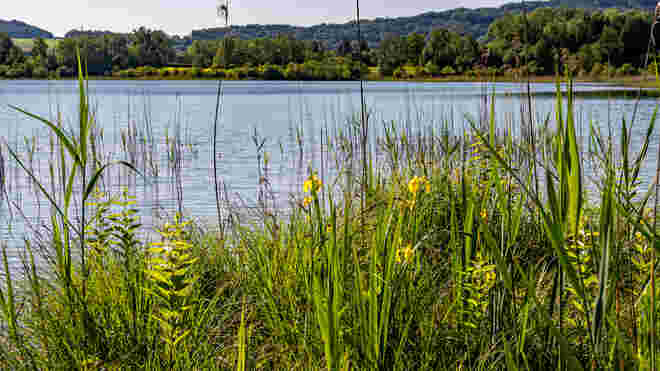 Botanik am Grabensee