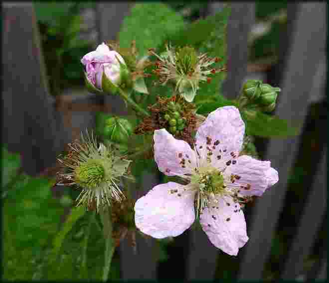 Brombeerzweigerl