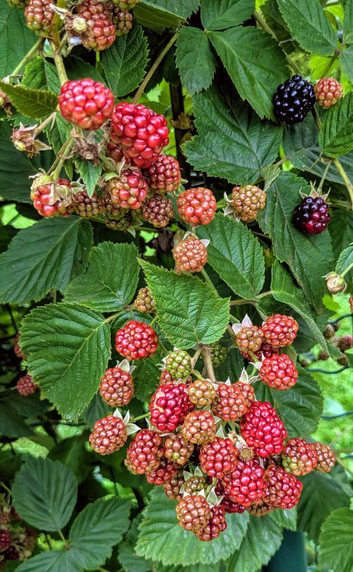 . . . naschen schon in der Vorstellung . . . .