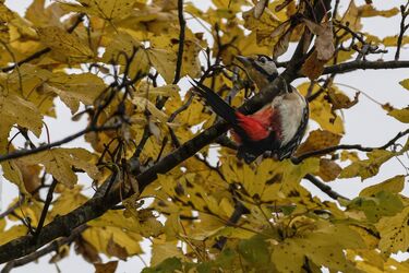 Buntspecht bei seinen Aufwärmübungen!