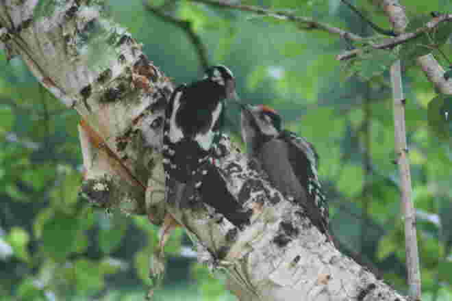 Buntspechtweibchen mit Jungem