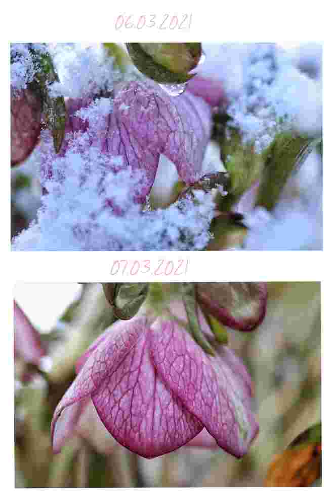 Schneerose gestern und heute