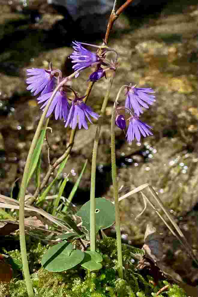 Waldsoldanelle 