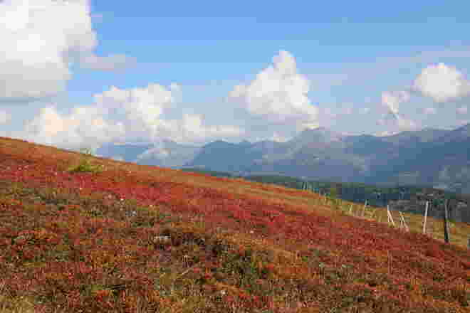 Herbst