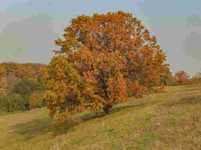 Herbsteiche - noch prächtig