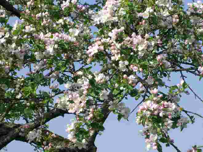 Apfelblüte
