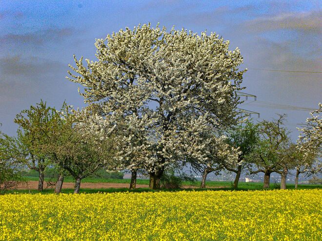 Frühlingslandschaft
