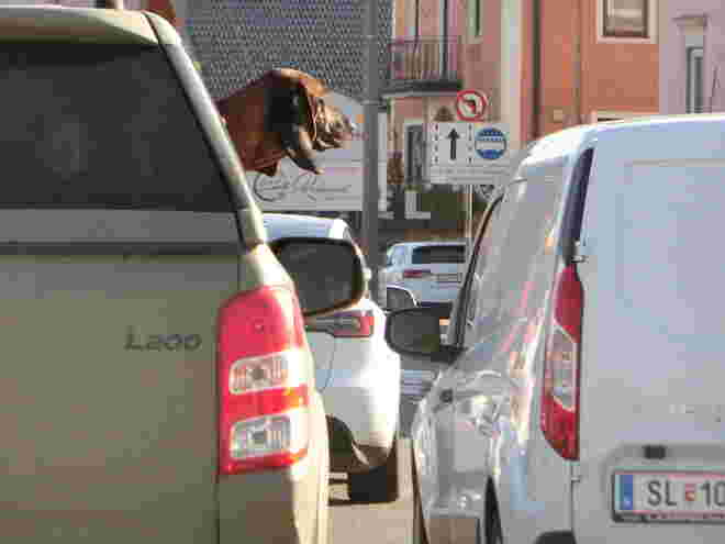 Nase im Wind 