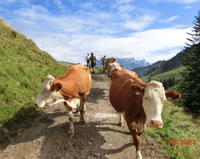 Almabtrieb von der Neuhauser Alm  am Aberg