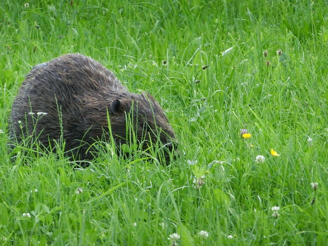 Biber beisst auch manchmal ins Gras