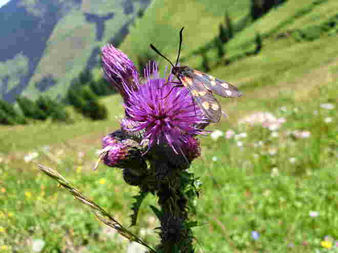 Widderchen auf Distel